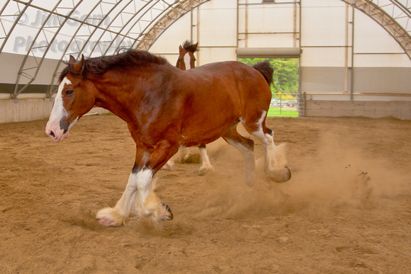 Belchertown, Clydesdales, "Greene Acres", horses, "Anheuser Busch"