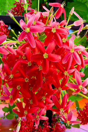 Caribbean, Flowers, Grenada, red
