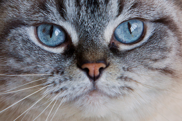 Mallo, "blue eyes", cat, feline, portrait