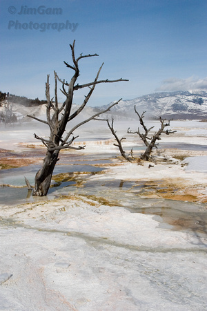 Mammoth, Yellowstone, "hot springs", trees, winter