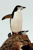 Antarctica, chinstrap, penguin