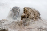 Bison, mystical, Yellowstone, geyser