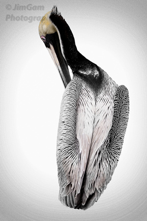 bird, Florida, Islamorada, pelican
