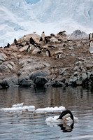 Antarctica, Gentoo, ice, penguin, sipping, water