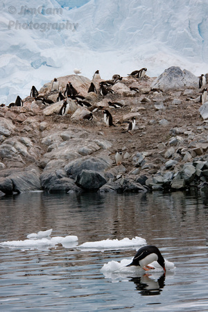 Antarctica, Gentoo, ice, penguin, sipping, water