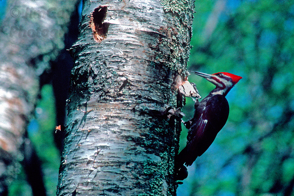 "Acadia National Park", Maine, bird, pileated, woodpecker