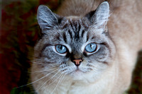 Mallo, "blue eyes", cat, feline, portrait