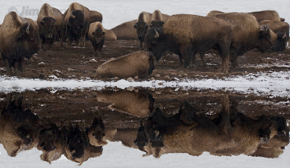 bison, herd, reflection, buffalo, Yellowstone, "hot springs"