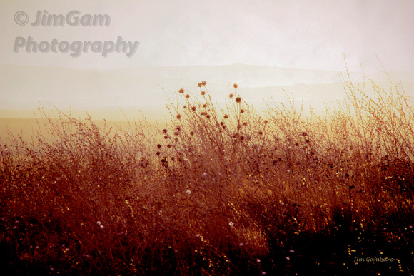 Andalusia, Jerez, Spain, field, sunrise, grasses
