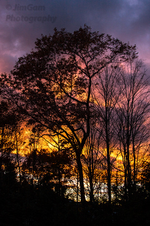 Belchertown, sunset, trees