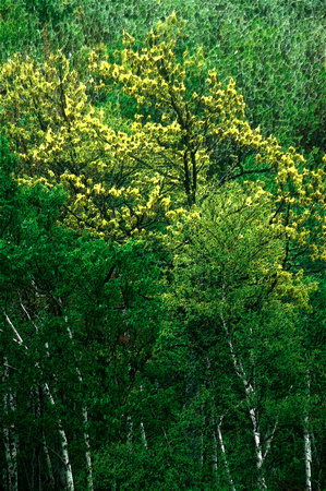 Yellow Birches