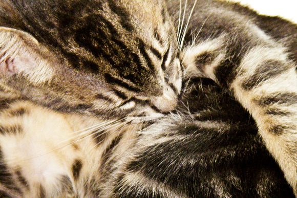 feline, Horus, cat, grooming