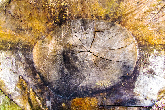 abstract, wood, detail, tree, stump, Sequoia